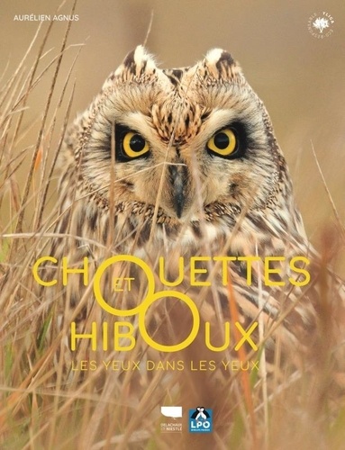 Chouettes et hiboux. Les yeux dans les yeux