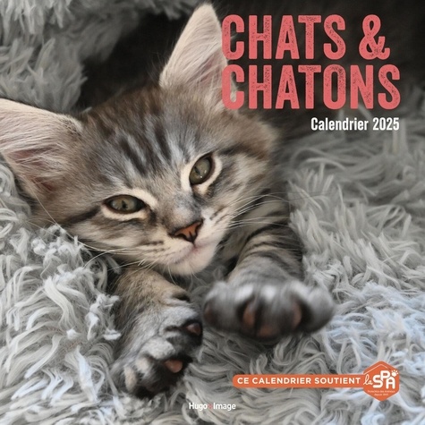 Calendrier mural Chats et chatons. Edition 2025