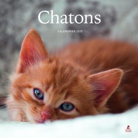 Calendrier chatons. Edition 2025