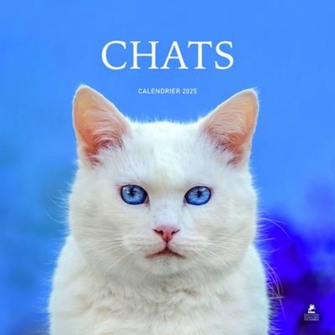 Calendrier chats. Edition 2025