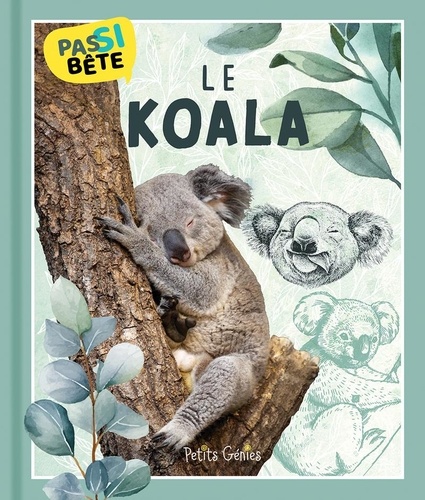 Le koala